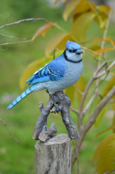 Blue Jay on Branch HI-LINE GIFT LTD.