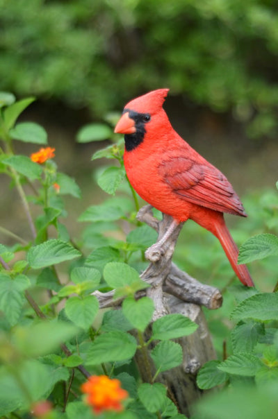 Cardinal On Branch Hi-Line Gift Ltd.
