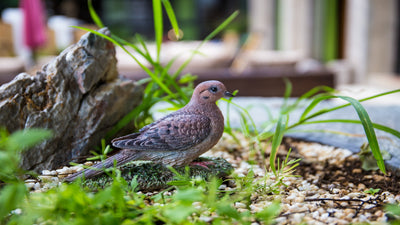 Mourning Dove on grass Garden Statue HI-LINE GIFT LTD.