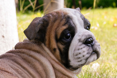 Lying Bulldog Pup HI-LINE GIFT LTD.