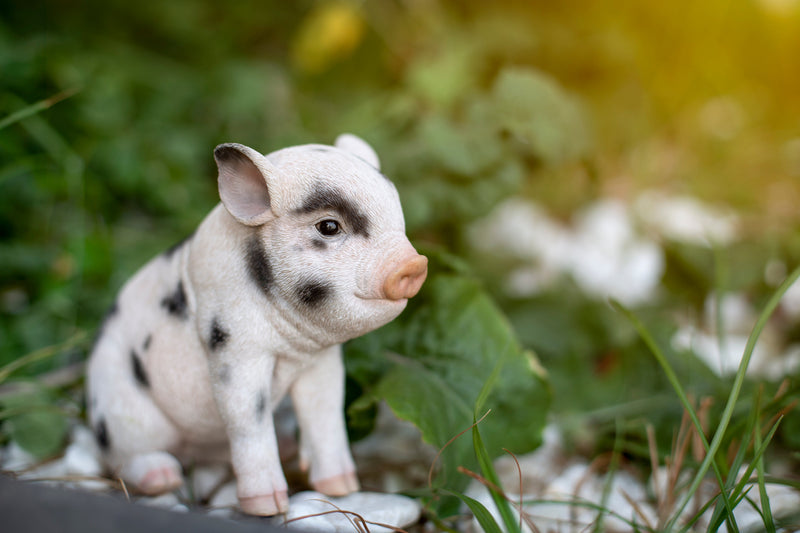 87770-A - Sitting Baby Pig W/Black Spots Hi-Line Gift Ltd.