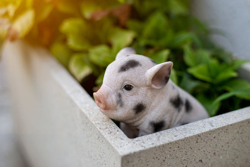 87770-A - Sitting Baby Pig W/Black Spots Hi-Line Gift Ltd.