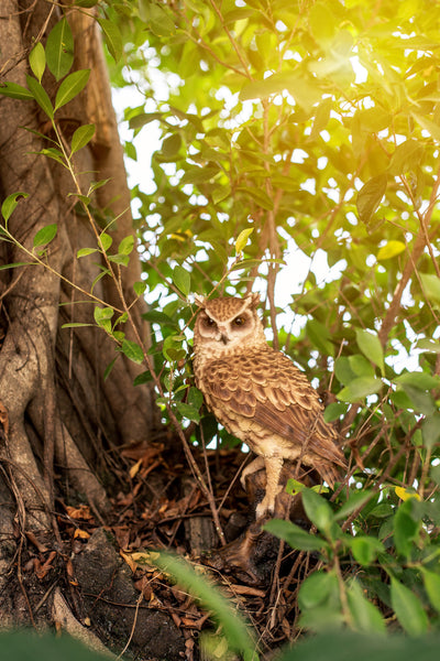 Great Horned Owl on Stump Statue HI-LINE GIFT LTD.