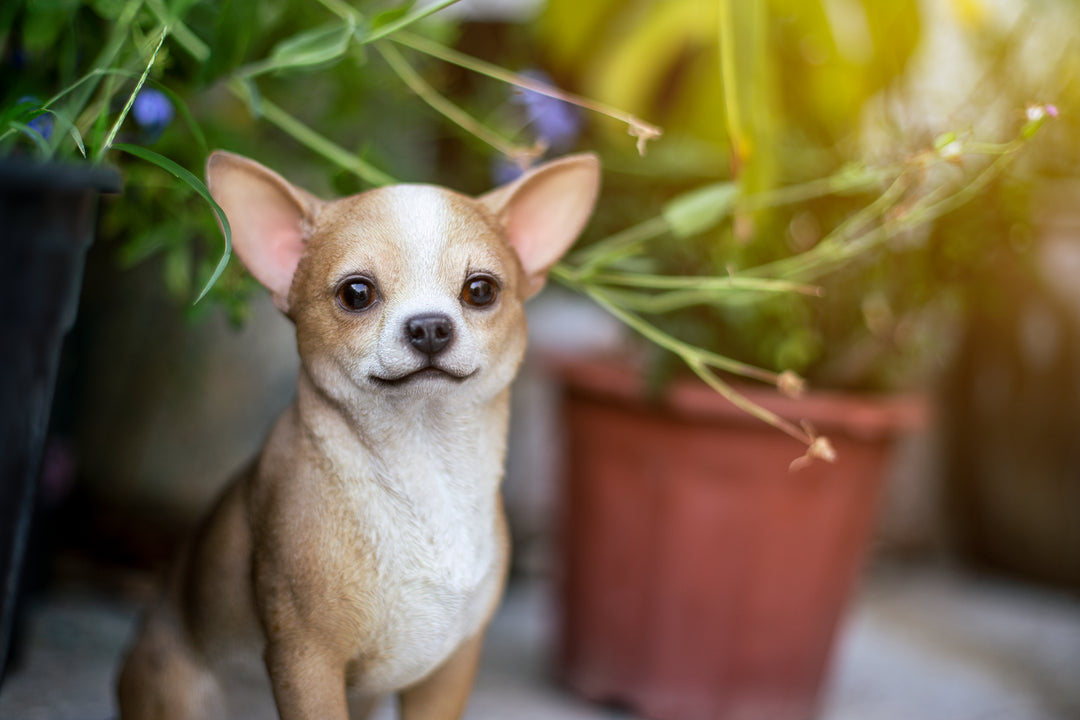 Chihuahua Sitting Statue - Home Decor - Hi-Line Gift Ltd.