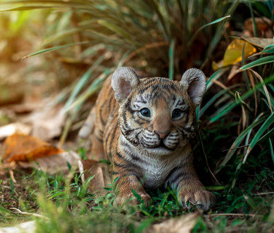 Tiger Baby Playing Statue HI-LINE GIFT LTD.
