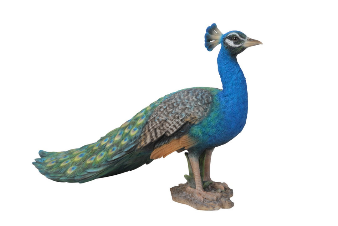 Small Peacock Hi-Line Gift Ltd.