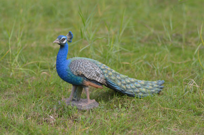 Small Peacock Hi-Line Gift Ltd.