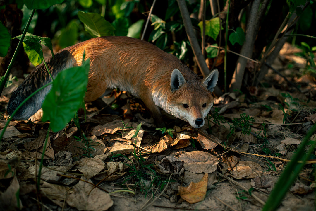 Prowling Fox Statue