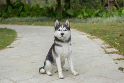 Siberian Husky Sitting Grey and White Statue HI-LINE GIFT LTD.