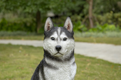 Siberian Husky Sitting Grey and White Statue HI-LINE GIFT LTD.