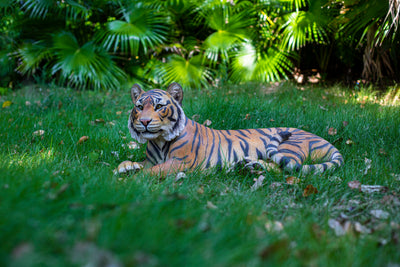 Tiger Laying Down Statue HI-LINE GIFT LTD.
