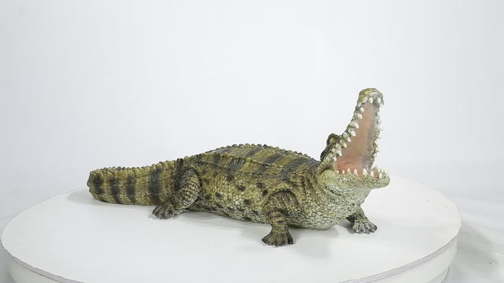Crocodile With Mouth Open Up