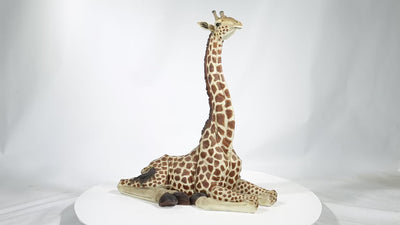 Baby Giraffe Lying