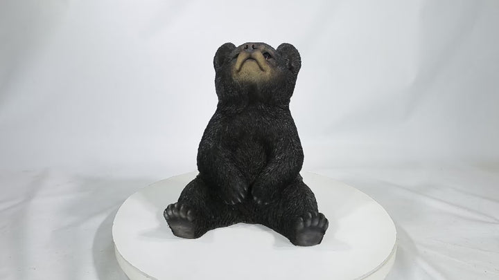 Sitting Black Bear Cub With Head Up