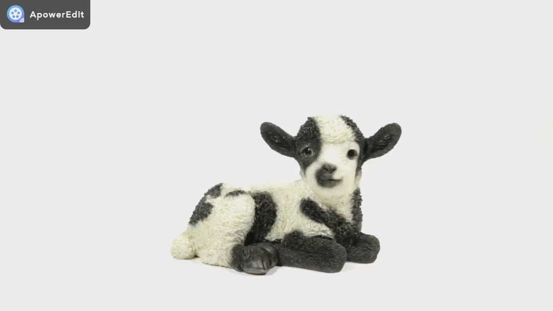 Small Black & White Baby Lamb Lying Down