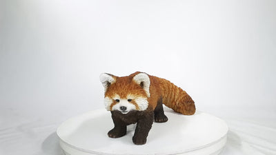 Red Panda Cub Walking