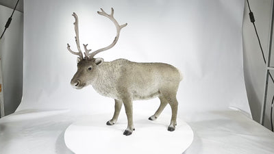 Reindeer Standing