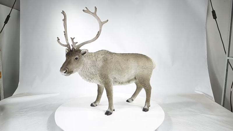 Reindeer Standing