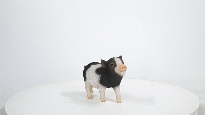 Baby Pig Standing - Black And White