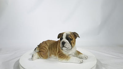 Lying Bulldog Pup