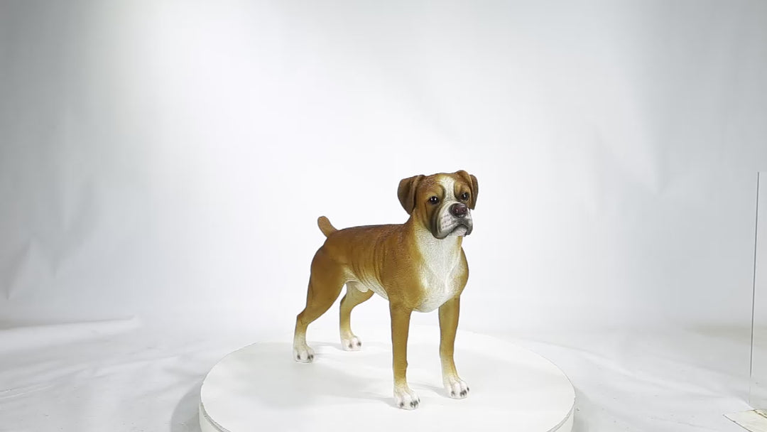 Boxer Dog Standing
