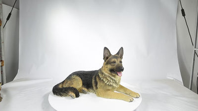 Lying German Shepherd