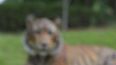 Tiger Laying Down Statue