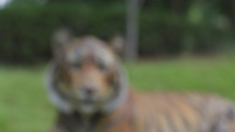 Tiger Laying Down Statue
