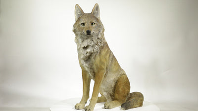 Sitting Coyate Statue